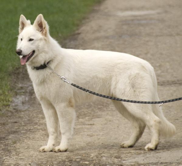 Baloo Od Bijelih Andela | White Swiss Shepherd Dog 