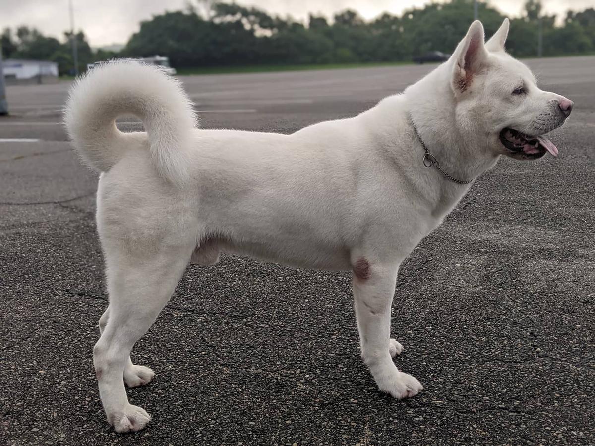 Unmei's Un-Named Son | Akita 