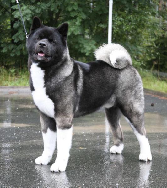 Orients Pride Perfect Timing | Akita 