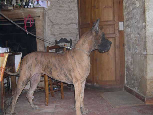 Tanagra des Terres de la Rairie | Great Dane 