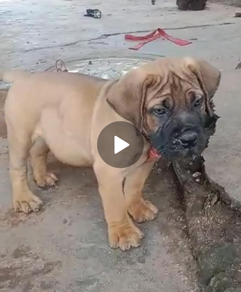 MURPHY of CY KENNEL | African Boerboel 