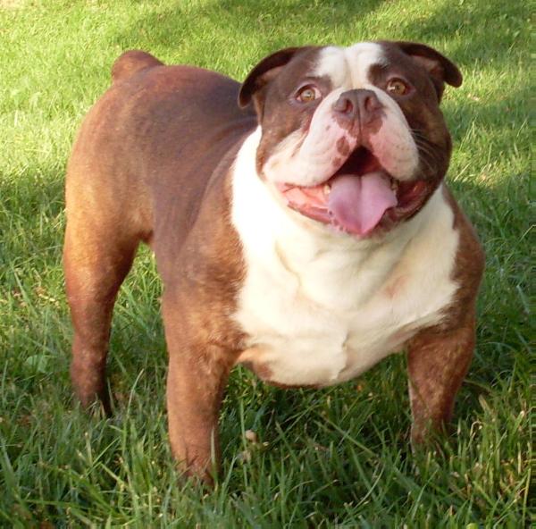 Felon of Soldier Bulldogs | Olde English Bulldogge 