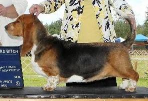 Sasquatch Hidden Treasure | Basset Hound 