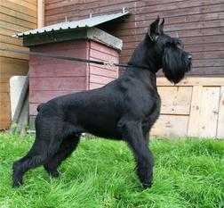 Chicago Lex Taim FOU iz Nevskoy Imperii | Giant Schnauzer 