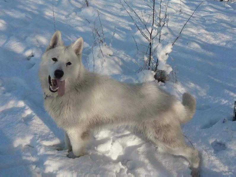 AMON RA JUNIOR | White Swiss Shepherd Dog 