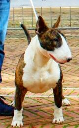 bullistarspencer | Bull Terrier 