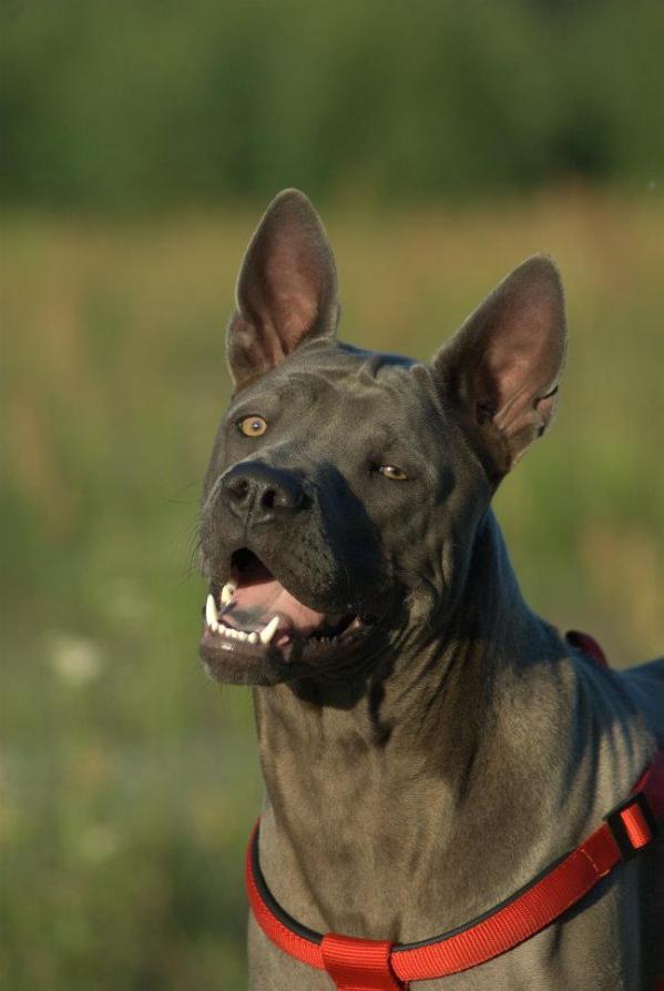 IVORY COAST TENDERNESS PETAL OF LOTUS | Thai Ridgeback 