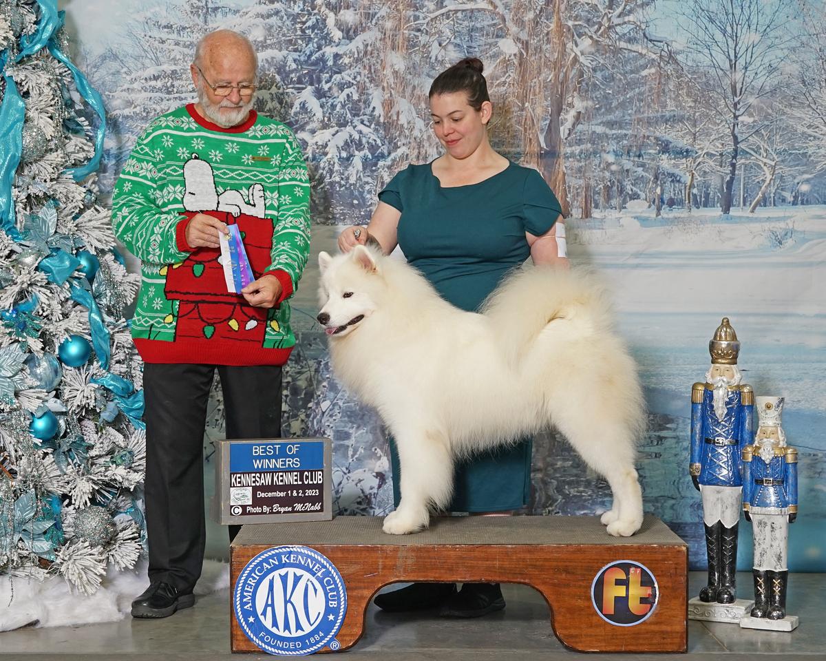 Snowshoes Warm Hugs Wet Kisses | Samoyed 