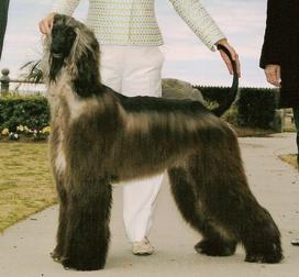 Kasban Affirmed of Candida | Afghan Hound 