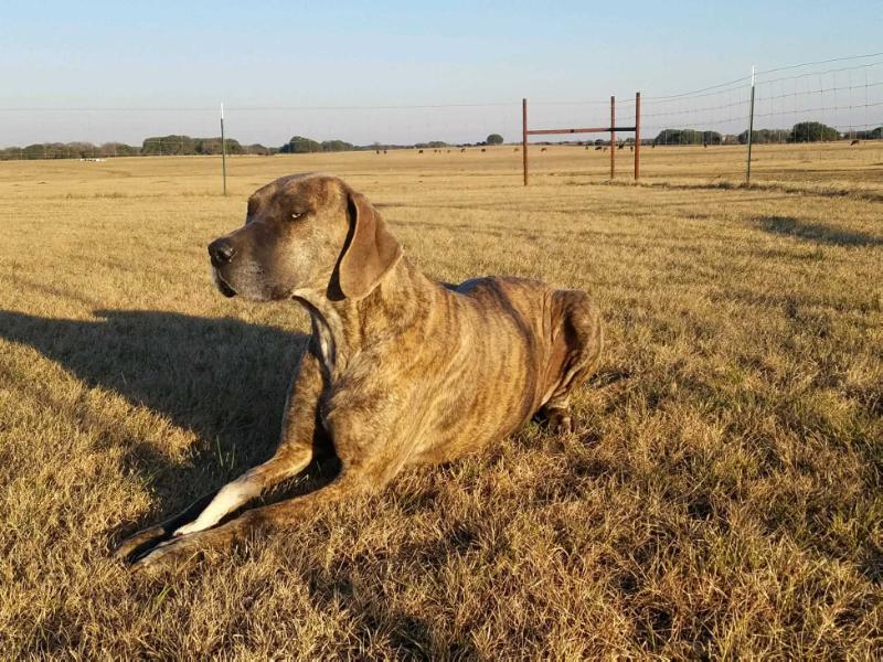 Kimber W. | Great Dane 