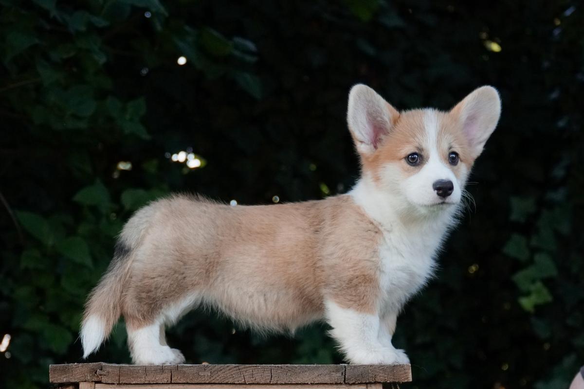 Born To Be Your Diamond Dreams with Morgerton | Pembroke Welsh Corgi 