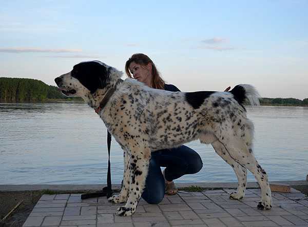 ZERAT ROVAYAT | Central Asian Shepherd Dog 