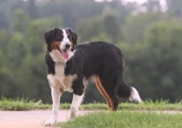 Maple Grove Farm's KAT Ballou | English Shepherd 