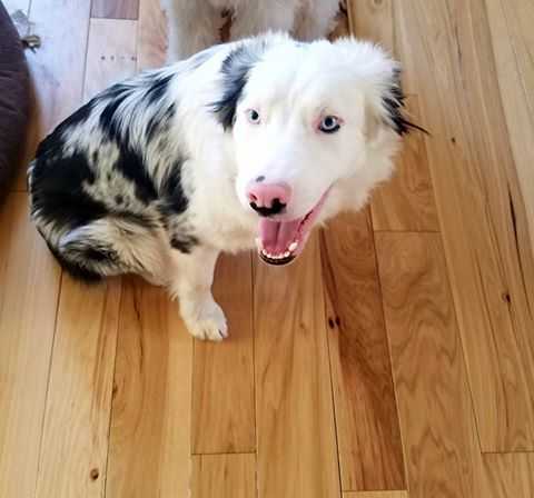 B24 Sig ABCA 436630 | Border Collie 