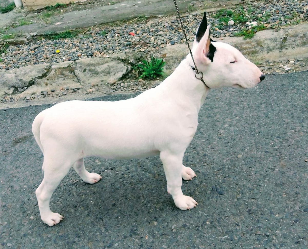 Magma´s Snowy Princess | Bull Terrier 