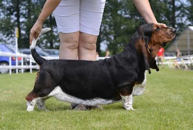 Ruby Lady Barnett's | Basset Hound 