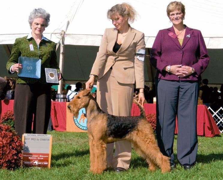 Joval Vitorious Starlight | Airedale Terrier 