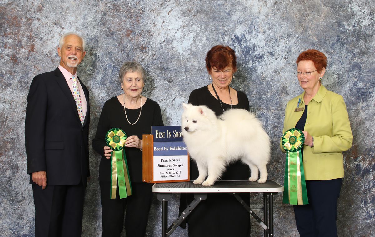 Wintersun's Time Traveler | American Eskimo Dog 