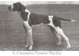 Pennine Playboy | Pointer 