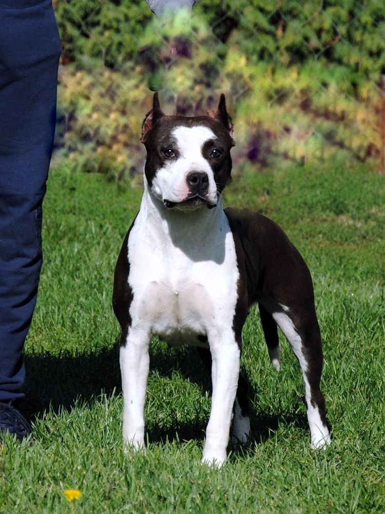 Selena Get Rich or Die | American Staffordshire Terrier 