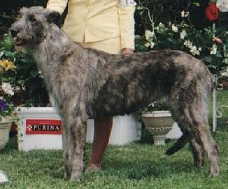 Taryn Gossamer of Aerie | Irish Wolfhound 