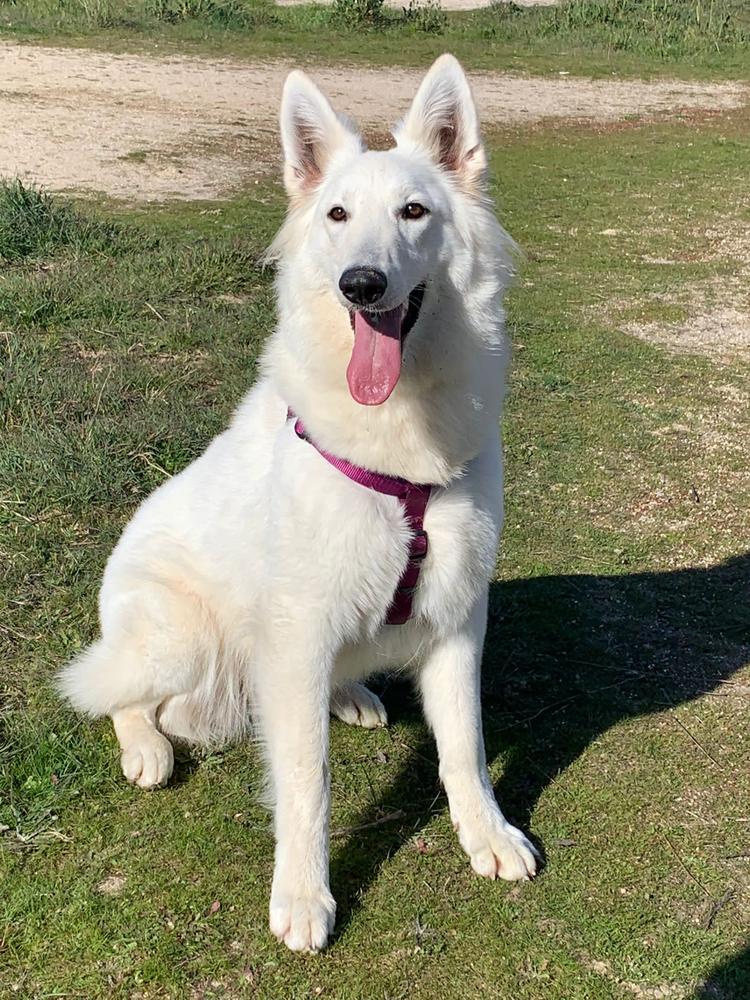 NICE DE SOTO DE RIOFRIO | White Swiss Shepherd Dog 