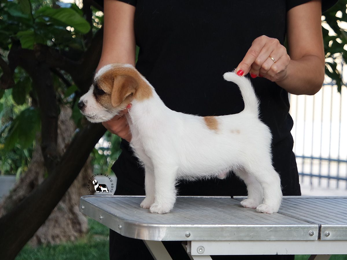 Ariko Koyu Striker | Jack Russell Terrier 