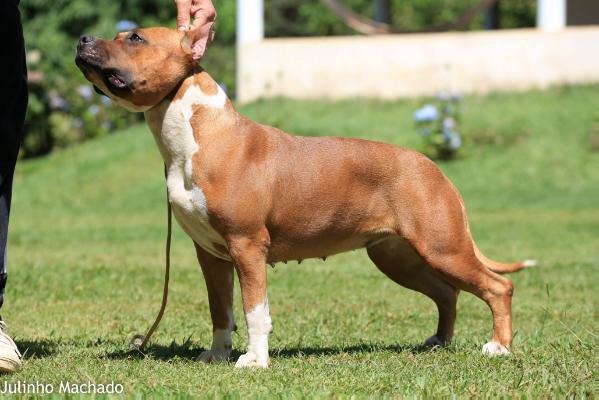 Amstaff Camarilha Asha Greyjoy | American Staffordshire Terrier 