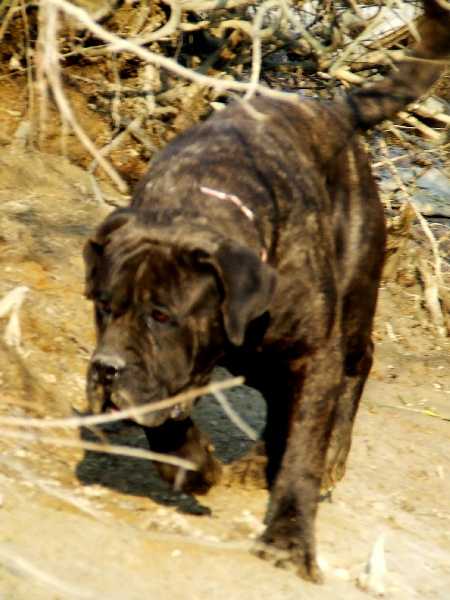 Kodro de casa del presa | Perro de Presa Canario 