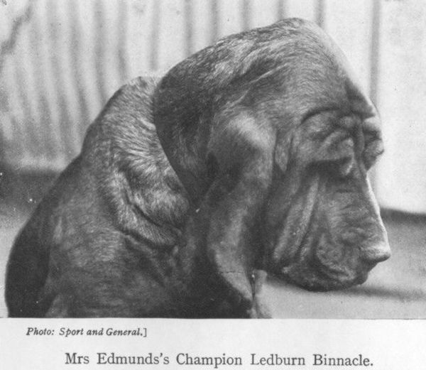 Ledburn Binnacle | Bloodhound 