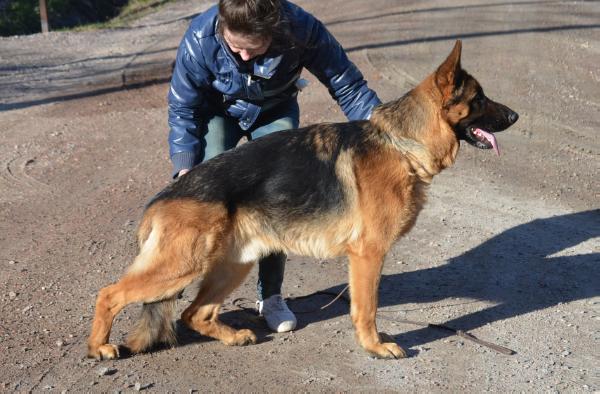 Team Leiksaid Ocean | German Shepherd Dog 