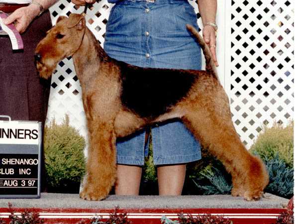 Brisline Keystone's Mikasa | Airedale Terrier 