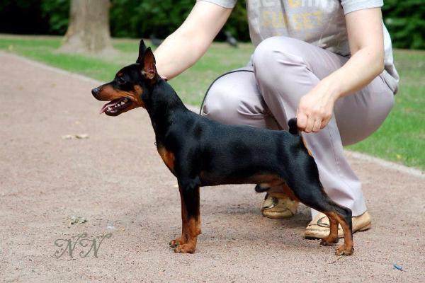 SOLO VISION GELIOS | Miniature Pinscher 