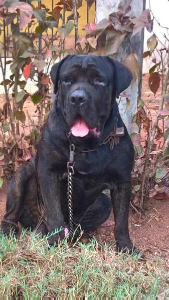 Magnifico Krueger | African Boerboel 