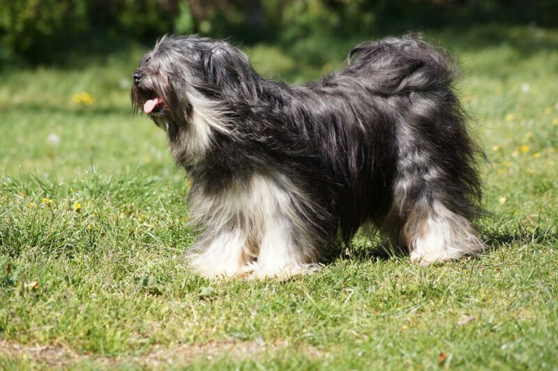 SILVERIDGE XCLUSIVE MATUKA | Tibetan Terrier 