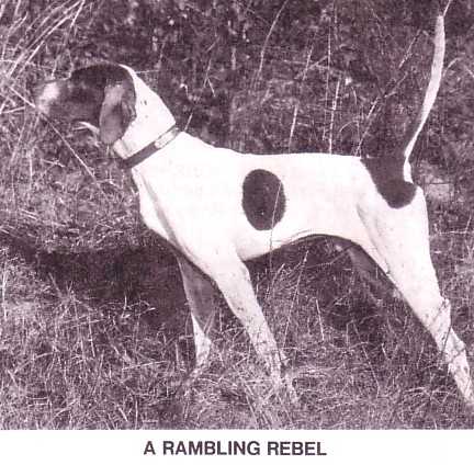 A RAMBLING REBEL | Pointer 