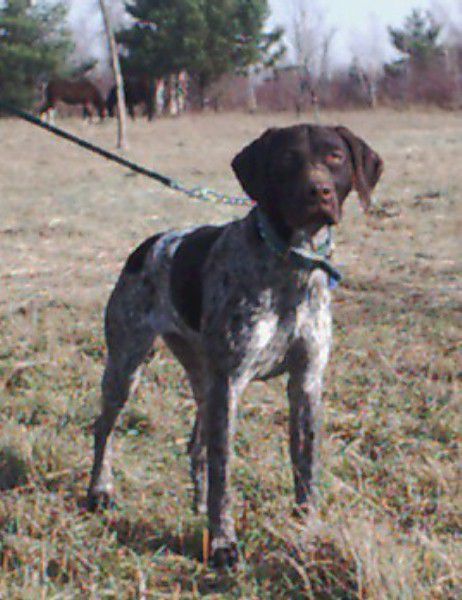 HALL'S BELLADONNA NIXIE | German Shorthaired Pointer 