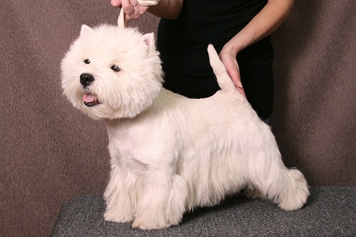 Mine Dreams Yald Gay | West Highland White Terrier 