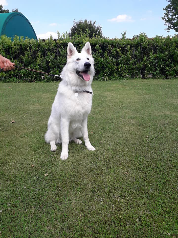 THEO di Chiara Sorgente | White Swiss Shepherd Dog 