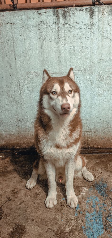 Denver/Chiba | Siberian Husky 