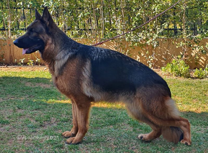 Torri av Quantos | German Shepherd Dog 