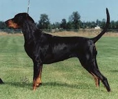 Tanwood's Heart of Windbourne | Black and Tan Coonhound 