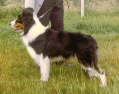 Kathmick Griff ISDS 111972 | Border Collie 