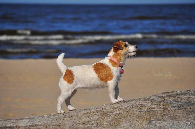 Daisy Victory Garden | Jack Russell Terrier 