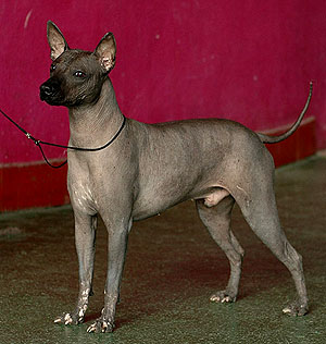 Tcentavr Ajger Obessa | Xoloitzcuintli 