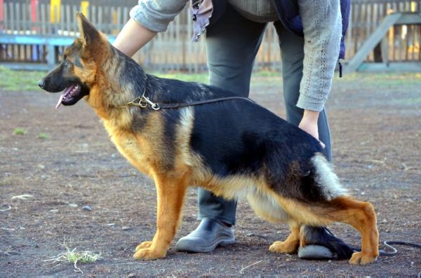 Astra s Sajanskih Gor | German Shepherd Dog 