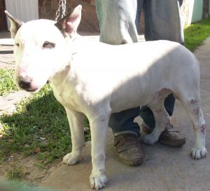 Panthro do lar do guerreiro bull | Bull Terrier 