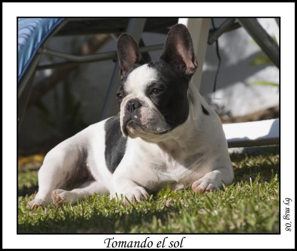 Geisha D'Magamurc | French Bulldog 