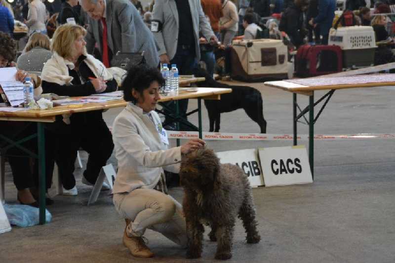 AMON DE LOS CERROS DEL QUINTO | Spanish Water Dog 