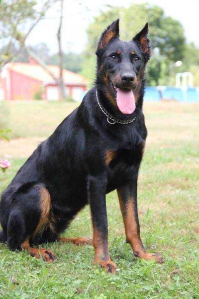 Imperator´s Legacy Ask for Answers | Beauceron 